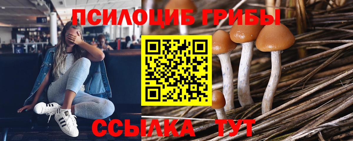 Долгопрудный  Галлюциногенные грибы Cubensis  Вход с VPN 